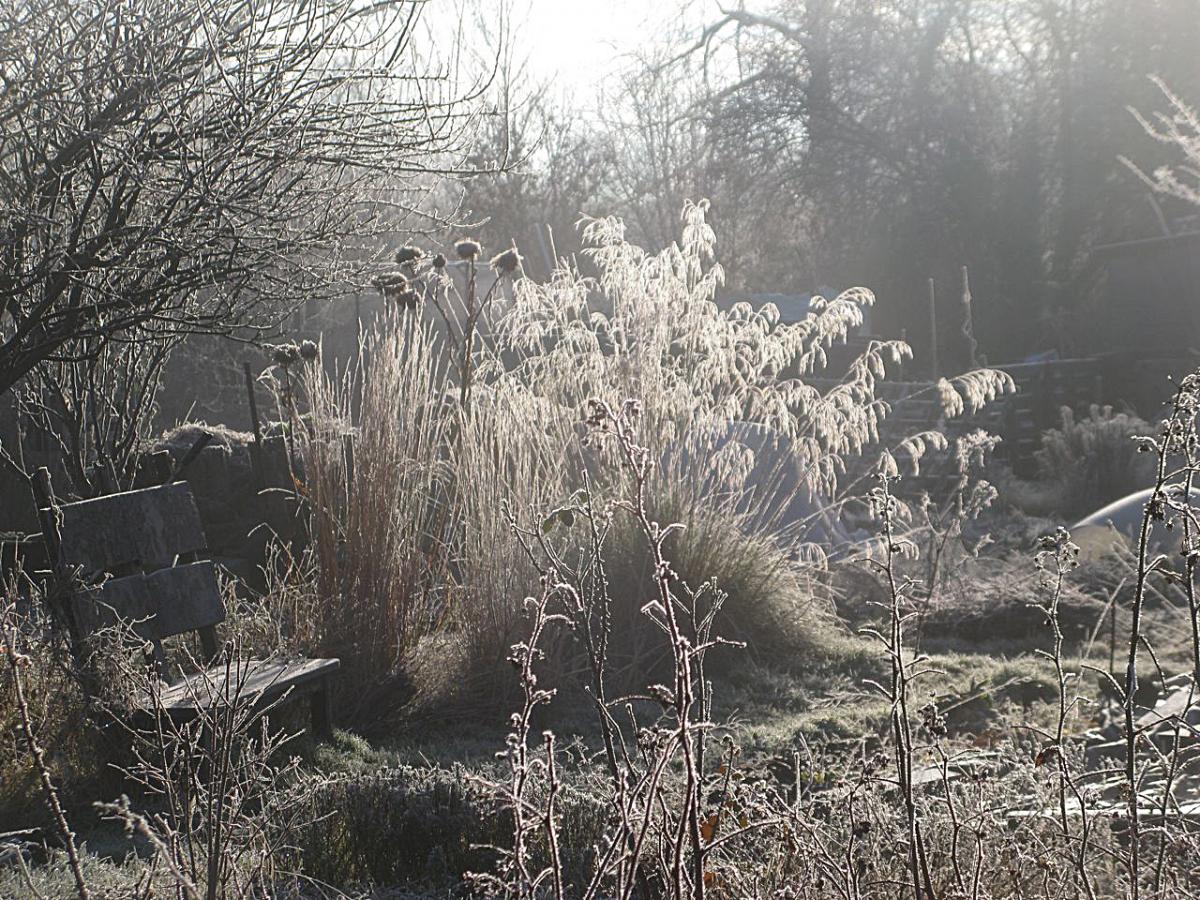 Jenny Bourne sent in this photo of a frosty allotment scenes.