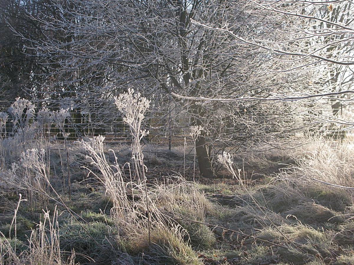 Jenny Bourne took this photo of the Millenium Wood Bushy Park covered in frost.