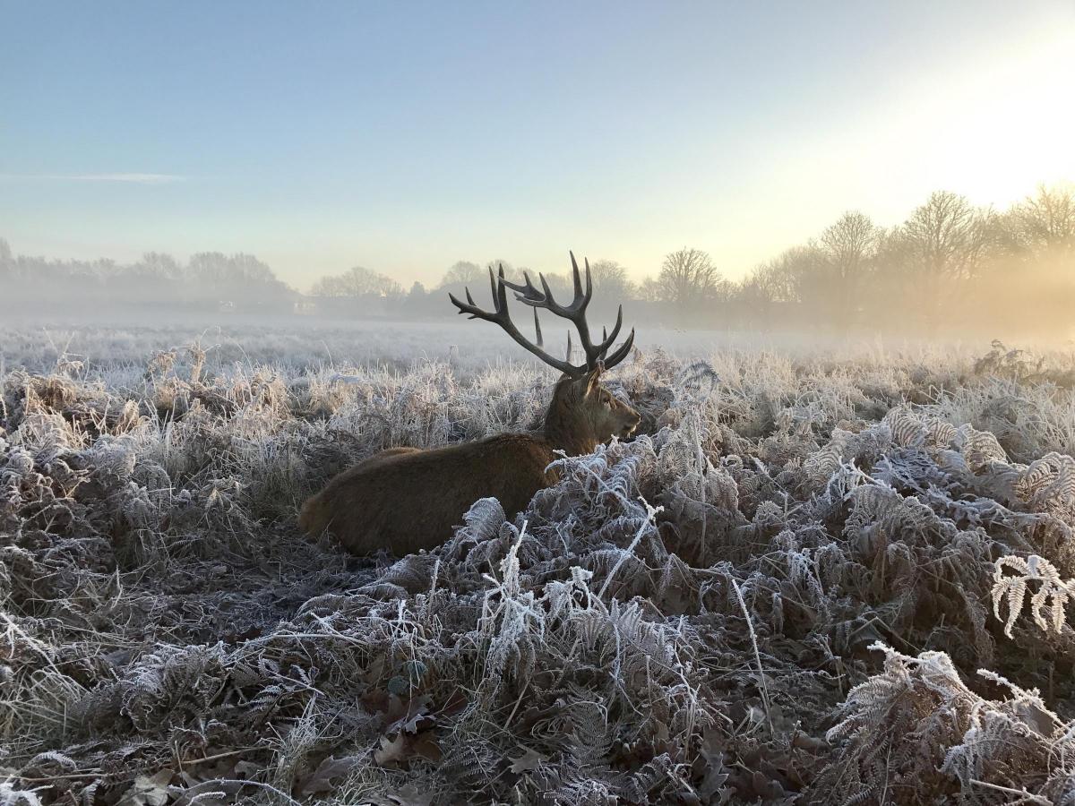 Chris Green sent in this photo taken just before Christmas of a resting stag in Bushy Park.