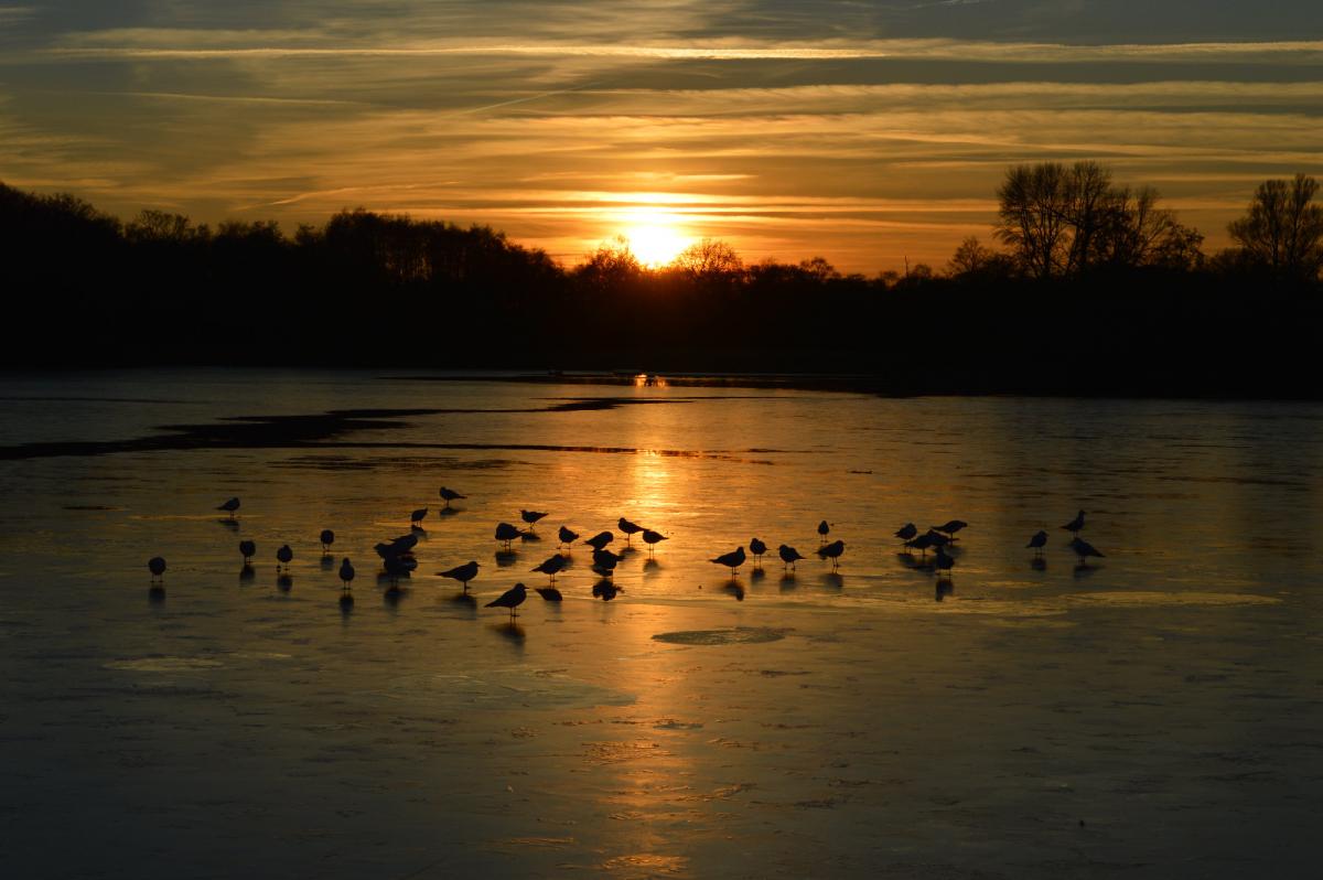 Andy Scott took this photo of a warm sunset over Penn Ponds in Richmond Park.