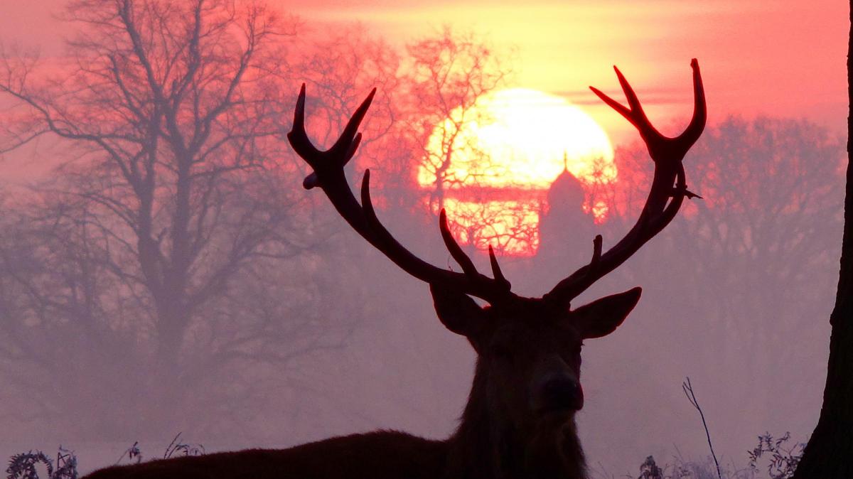 Mike Thomas sent in this fantastic silhoutte of a stag in Bushy Park. He said: "I'm in the right place at the right time!"