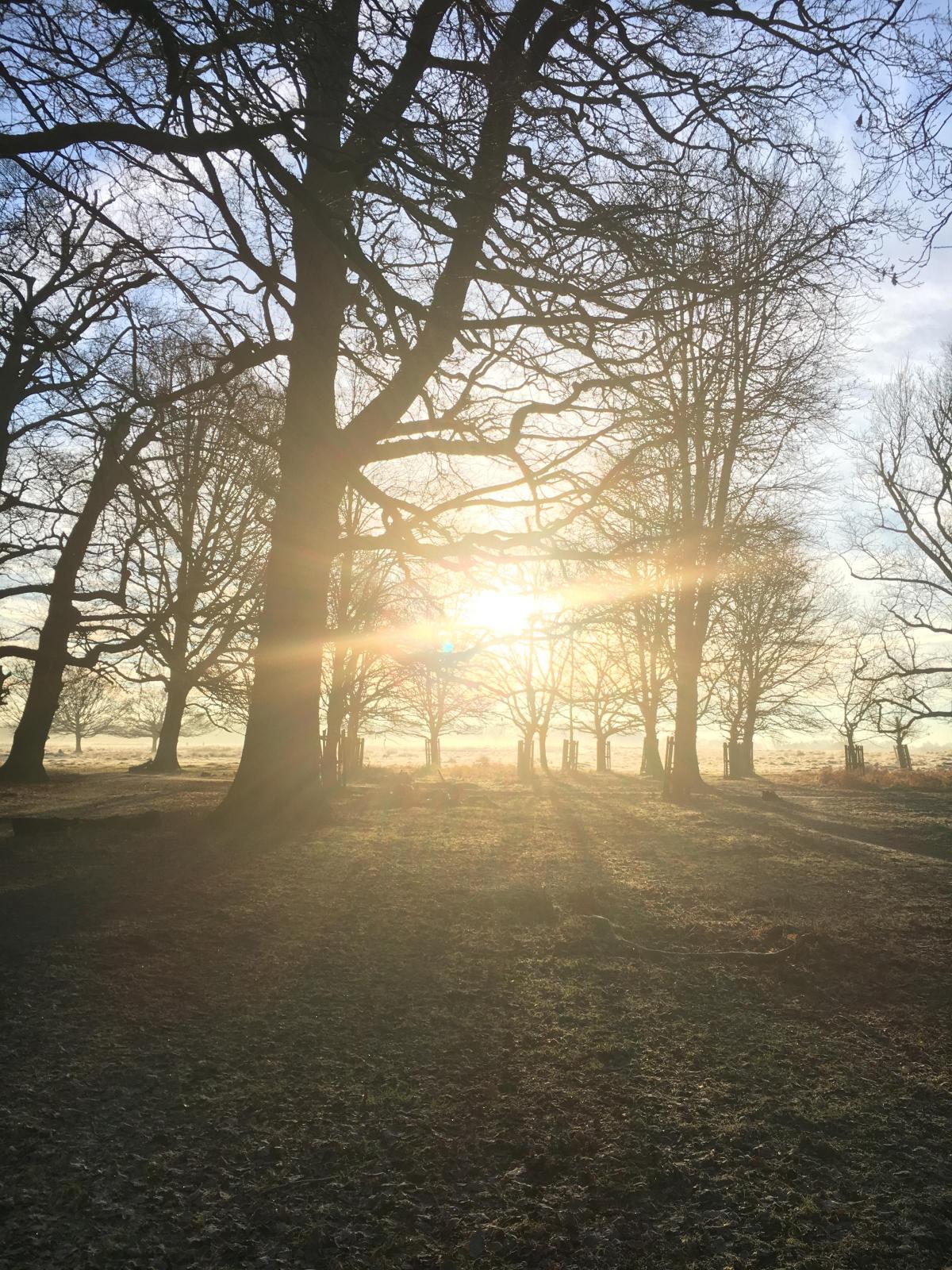 Jac Shine took this photo of a beautiful Richmond Park on a cold frosty morning on January 20.