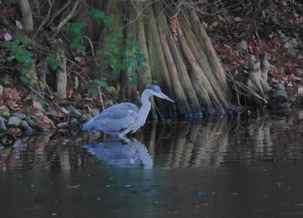 Jutta Raftery sent in this photo of a heron feeding in Kew.
