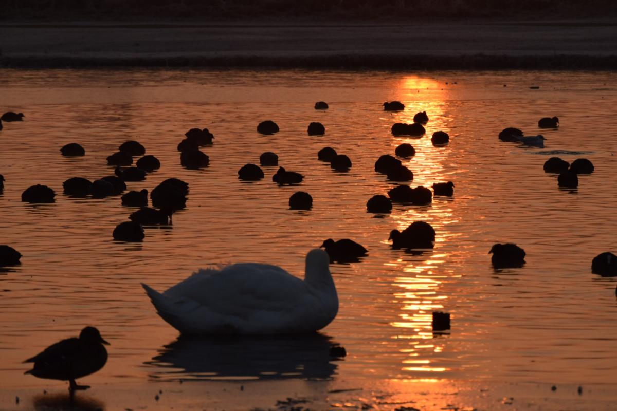 George Foster sent in this photo of birds resting in the early morning sun from a Sunday morning walk in Bushy Park.