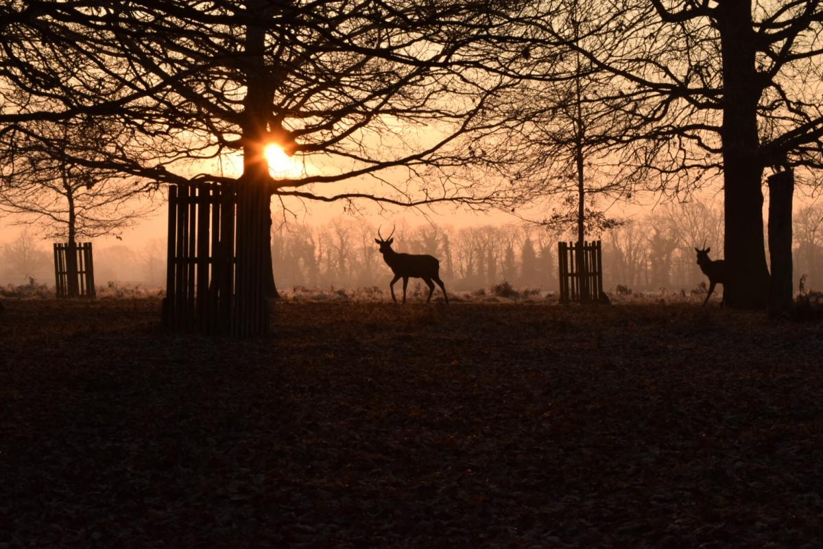 George Foster sent in this photo of silhouetted deer from a Sunday morning walk in Bushy Park.