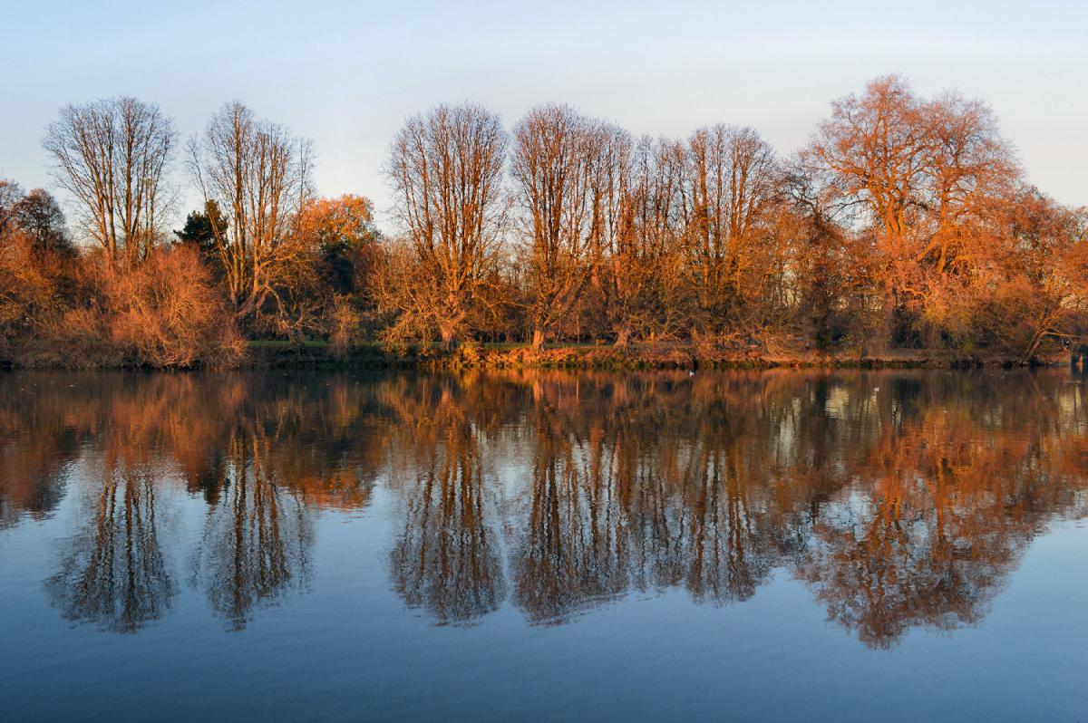Andy Scott sent in this photo of the trees reflecting on the Thames
