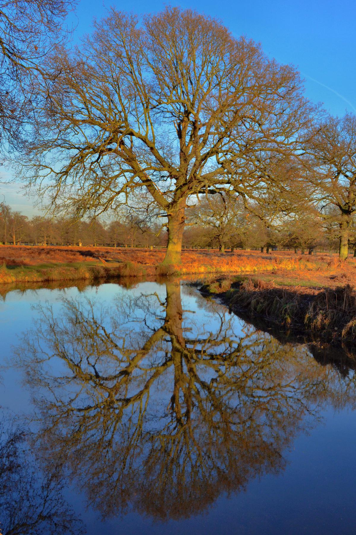 Andy Scott sent in this photo of trees reflecting in the water in Bushy Park
