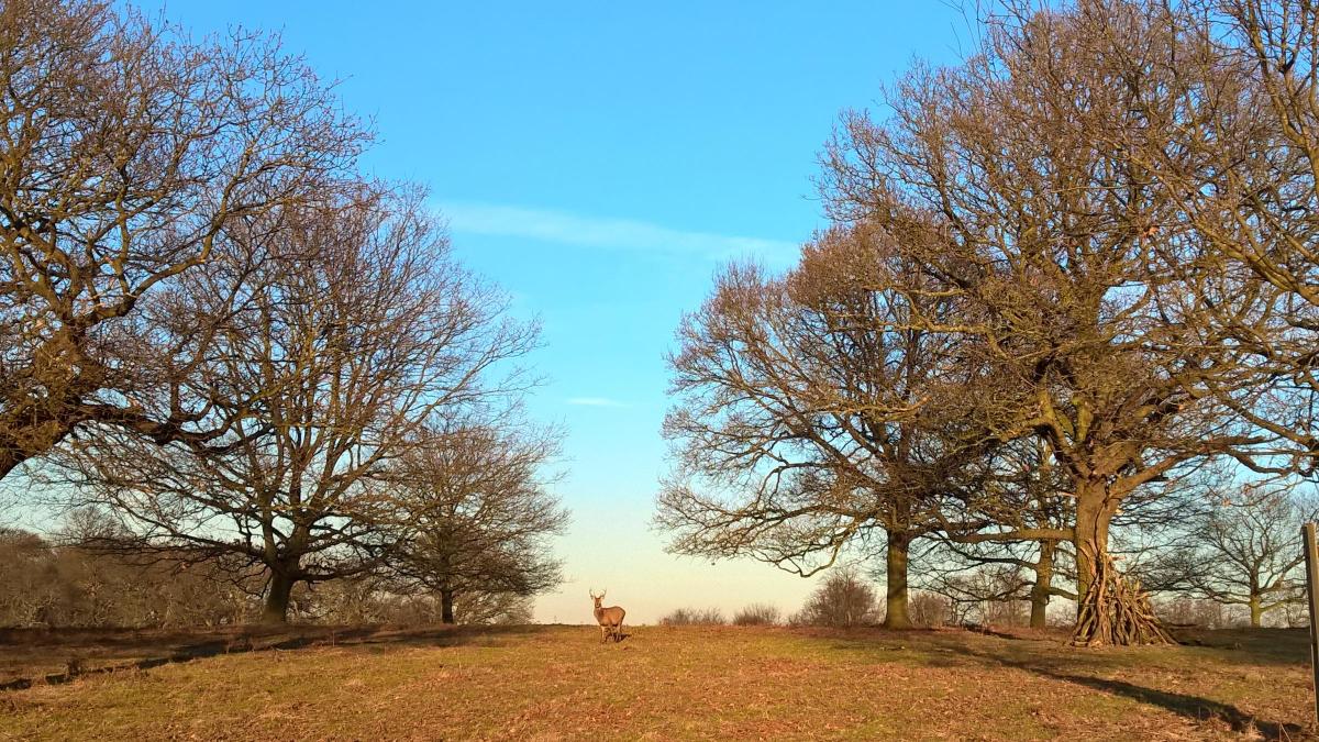 Sadie Pulido sent in this photo of a stag in the distance in Richmond Park.