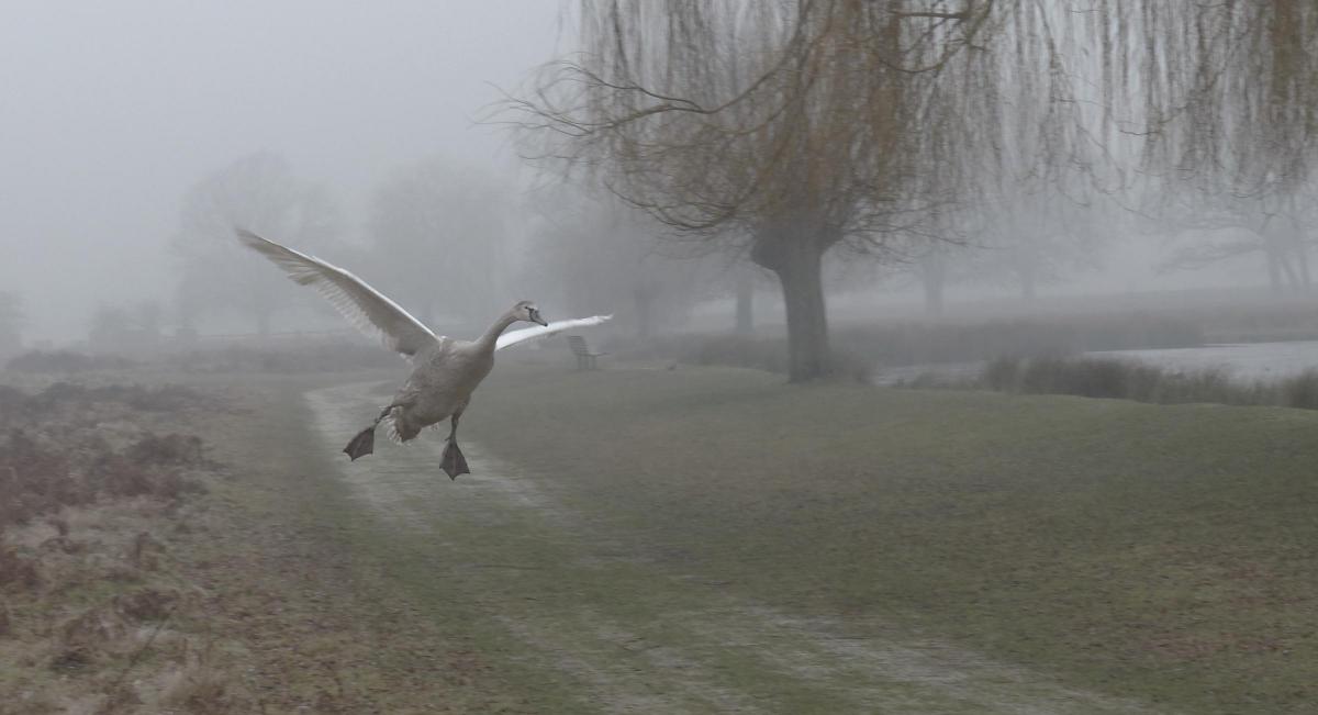 Mark Edwards took this photo on a cold morning in Bushy Park in January.