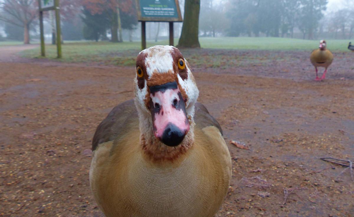 Mark Edwards took a photo of this cheeky Canadian goose on a cold morning in Bushy Park.
