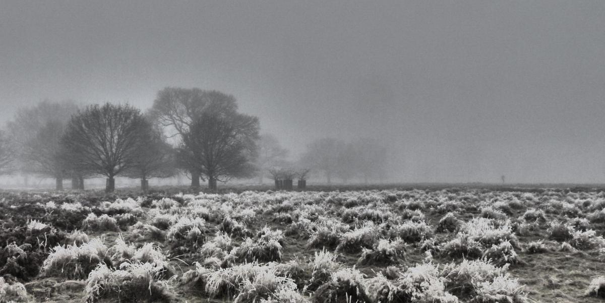 Mark Edwards took this photo on a cold morning in Bushy Park in January.
