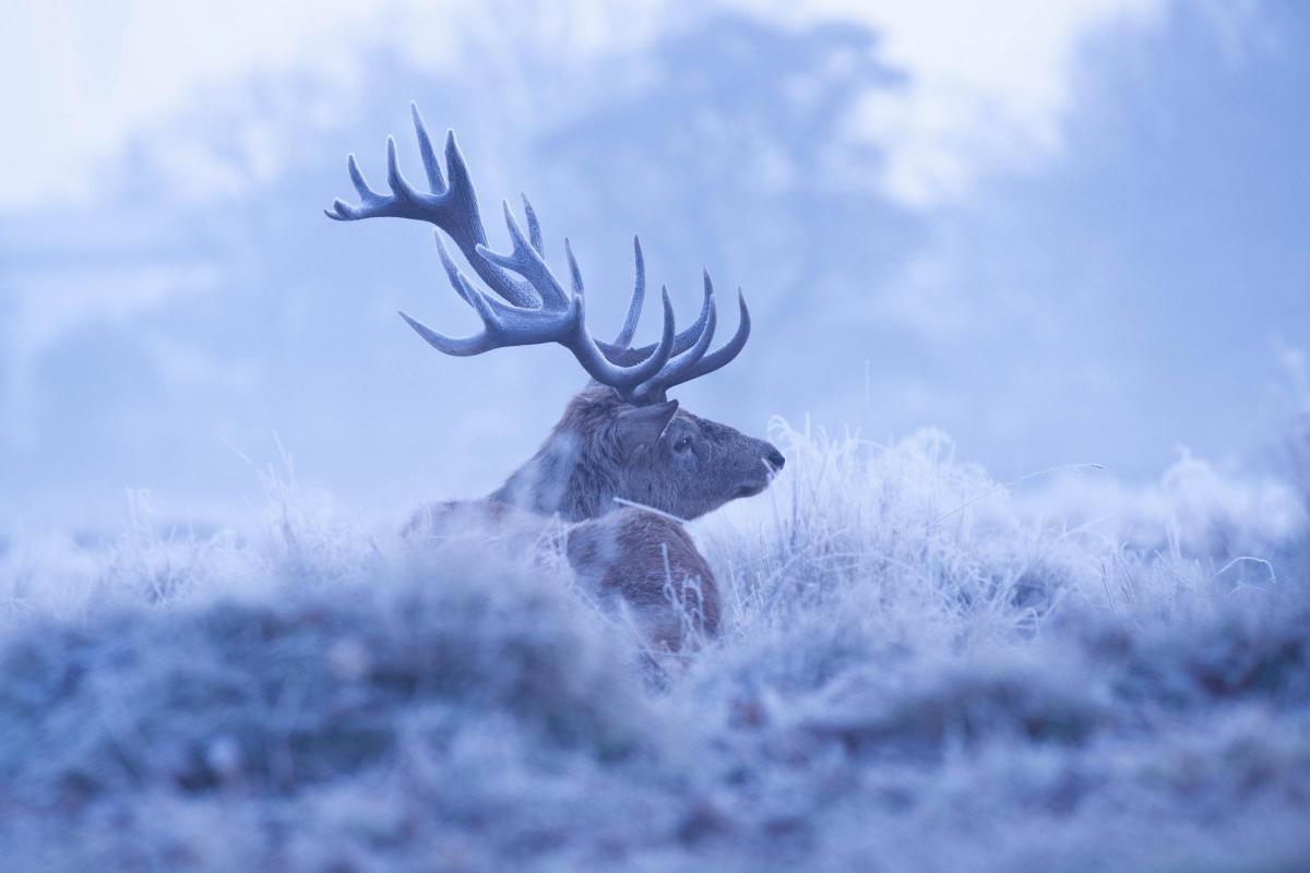 Chris Beal snapped this stag in January frost in Bushy Park.