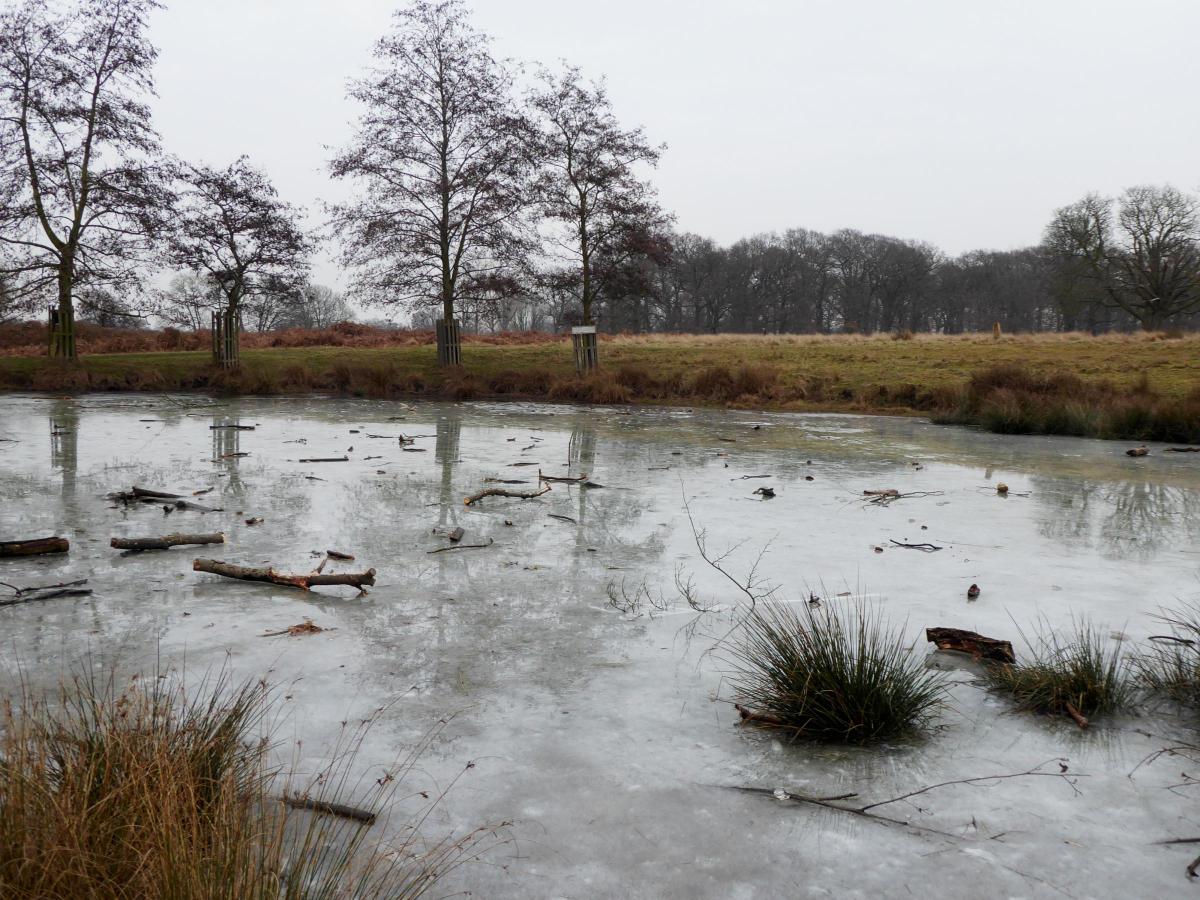 Verna Evans sent in this photo of an icy pond in Richmond. She said it looked like people had thrown wood onto the pond to test the ice.