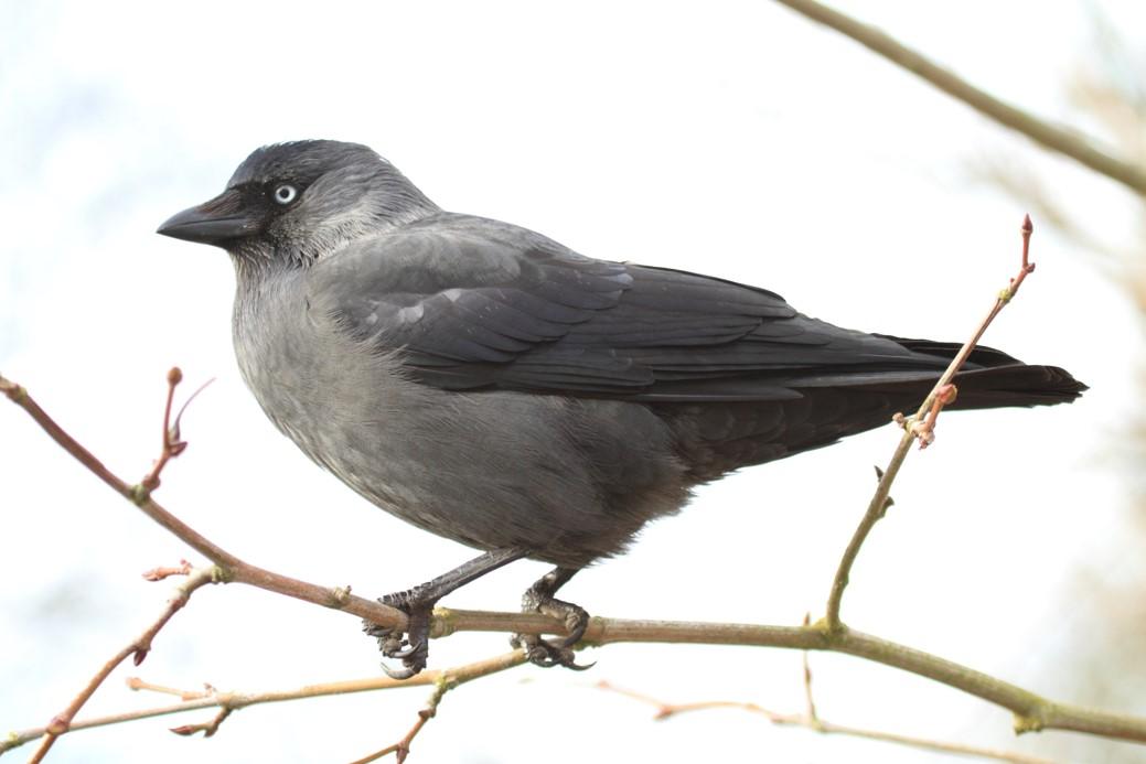 Richard Harris took this photo of a jackdaw in the trees in Richmond Park