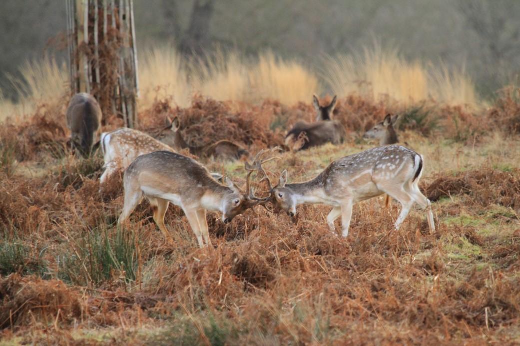 Richard Harris took this photo of some young bucks in Richmond Park
