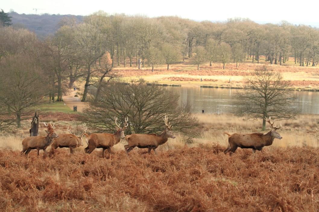 Richard Harris took this photo of a group of deer in Richmond Park