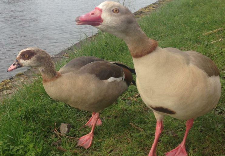 Seamus Joyce sent in this photo of a pair of geese along the towpath between Kew Bridge and Richmond Bridge.