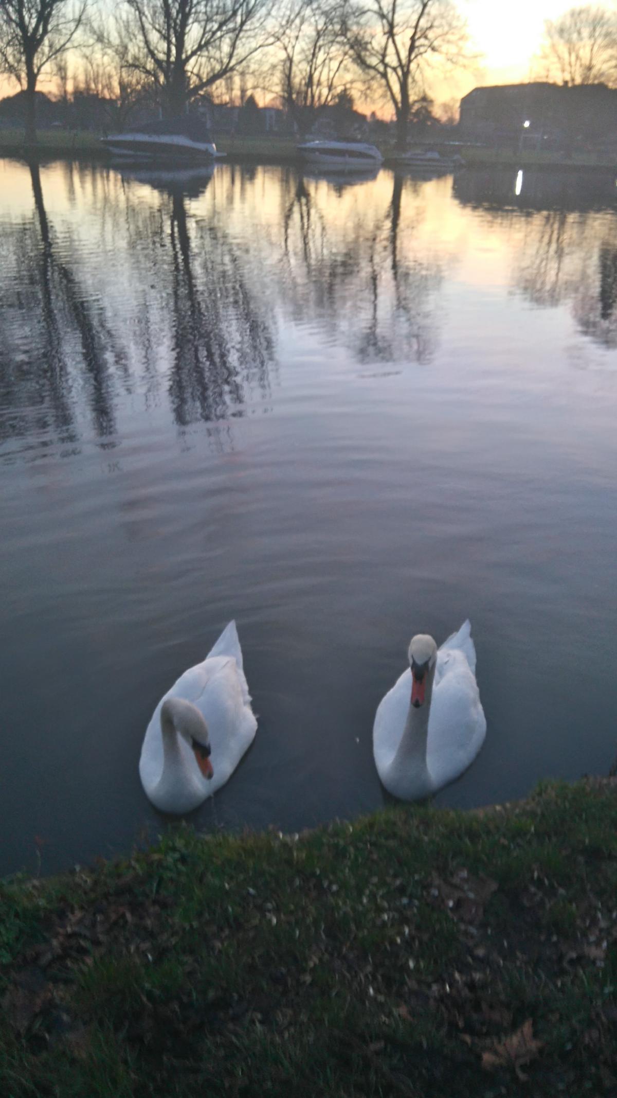 Tina Regan sent in this photo of a pair of swans as she took an evening dog walk towards Teddington.