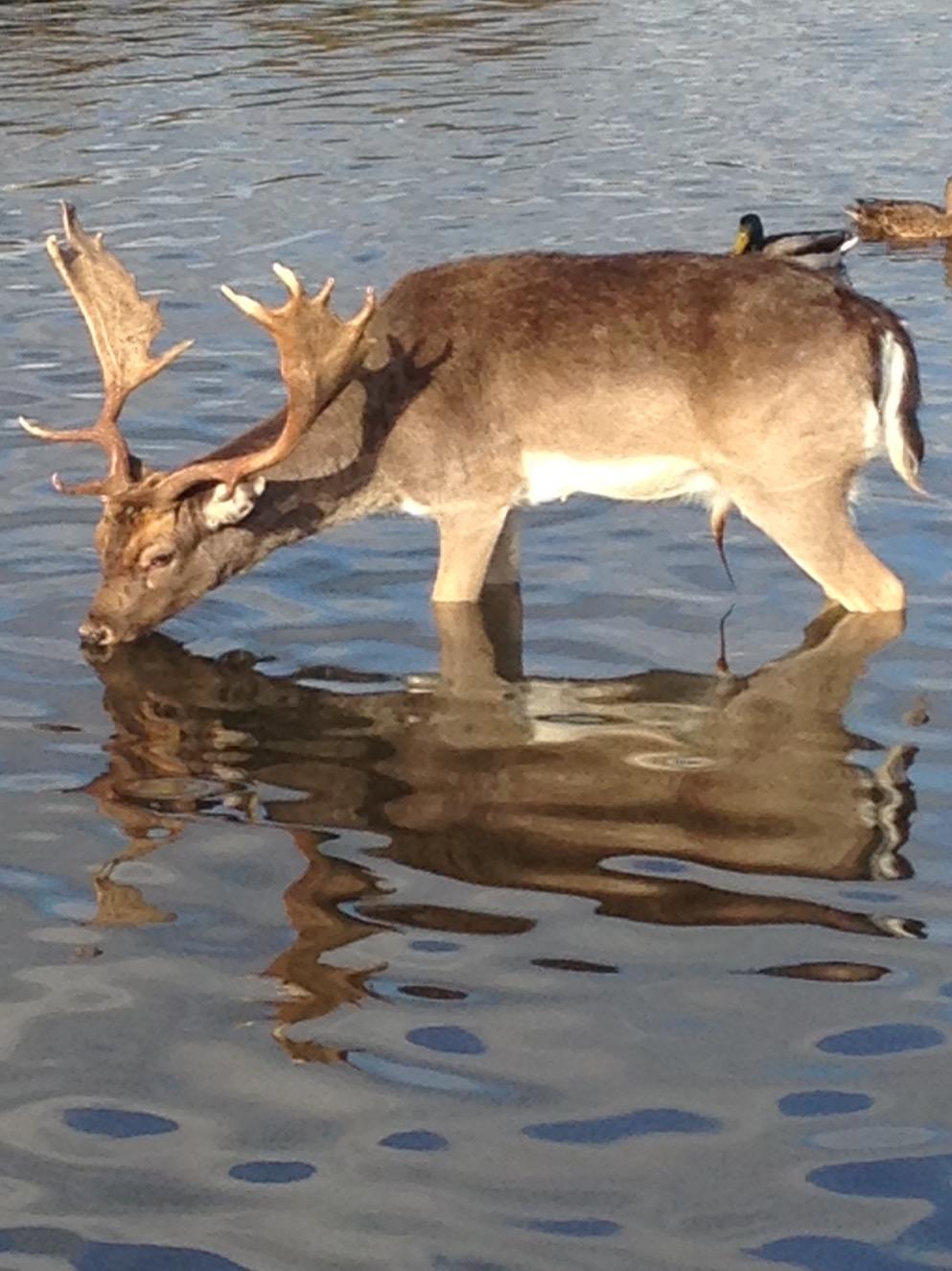 Carmel Wallace sent in this photo of a young stag at Bushy Park on February 17
