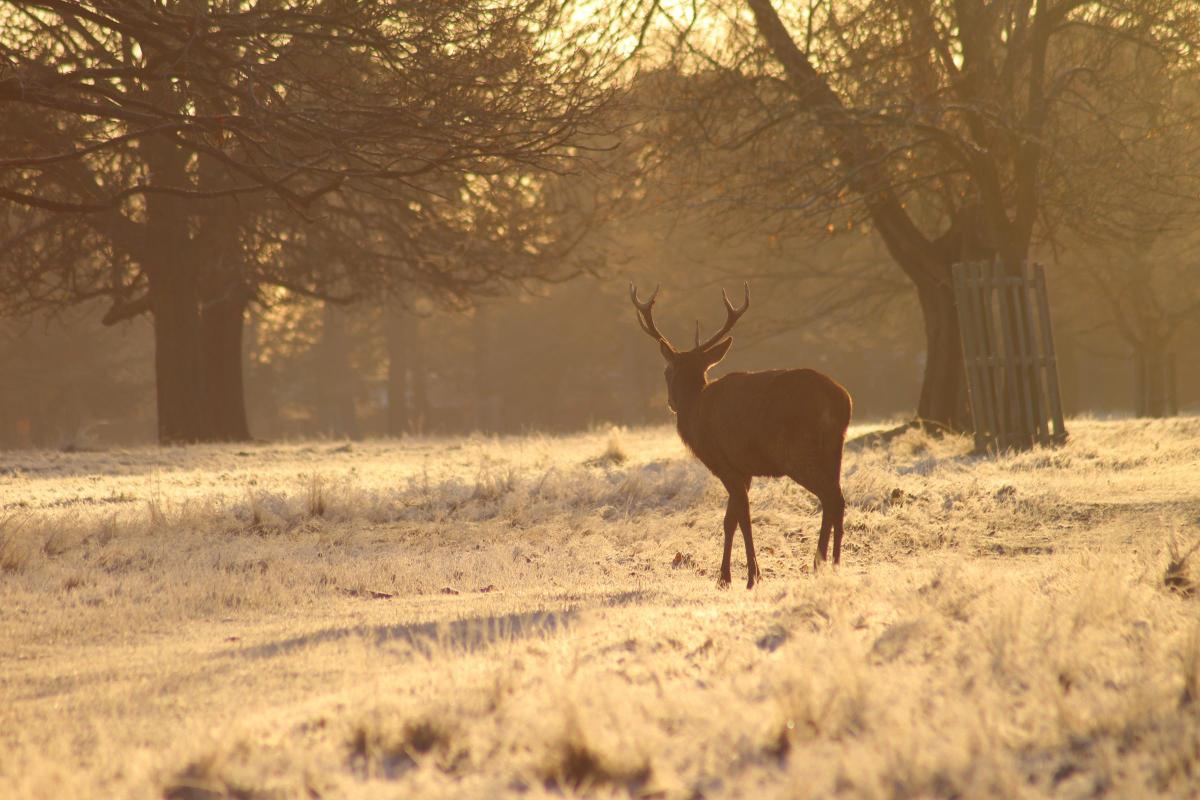 Martin Sarga sent in this photo of a stag in Richmond Park