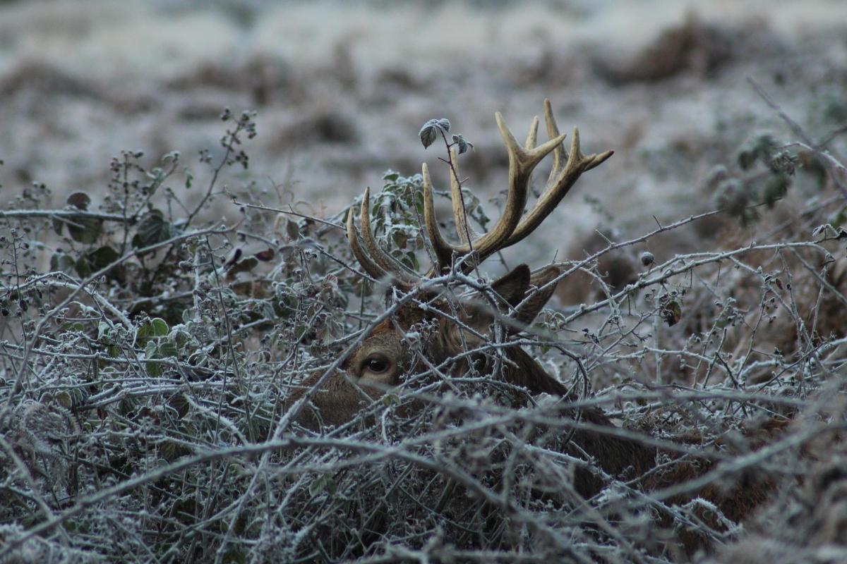 Martin Sarga sent in this photo of a stag in Richmond Park