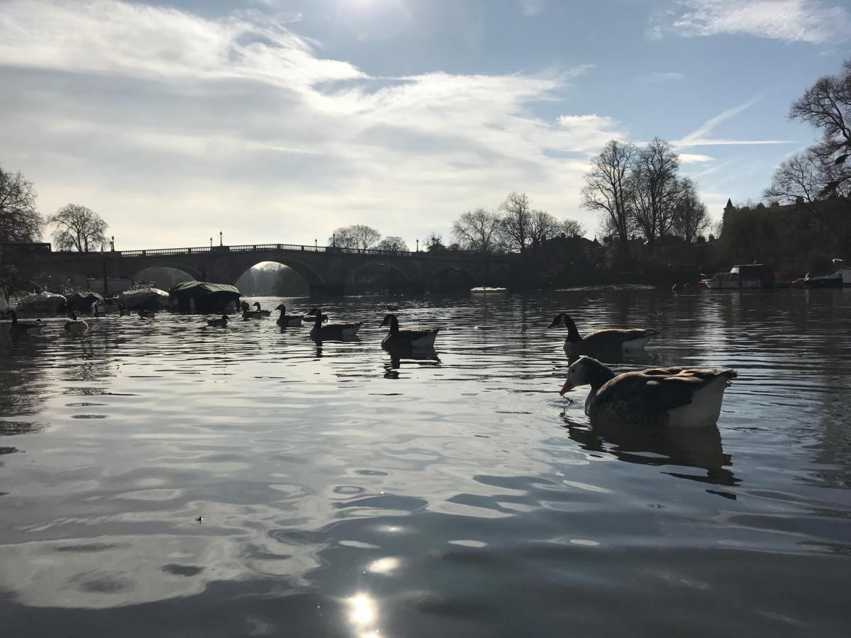 Seamus Joyce sent in this photo of geese in the Thames in Richmond