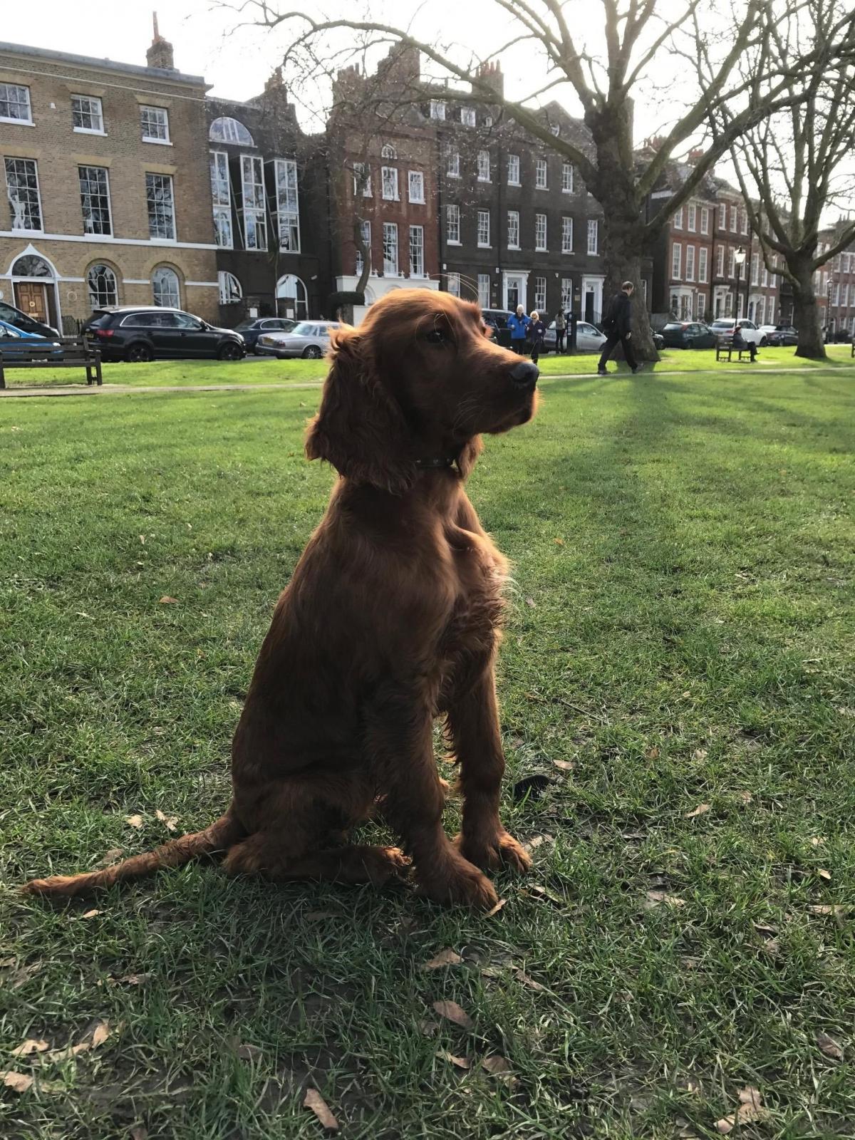 Seamus Joyce sent in this photo of hisIrish Setter, Storm, who enjoyed the record breaking 18 degrees on Richmond Green on Monday, February 20