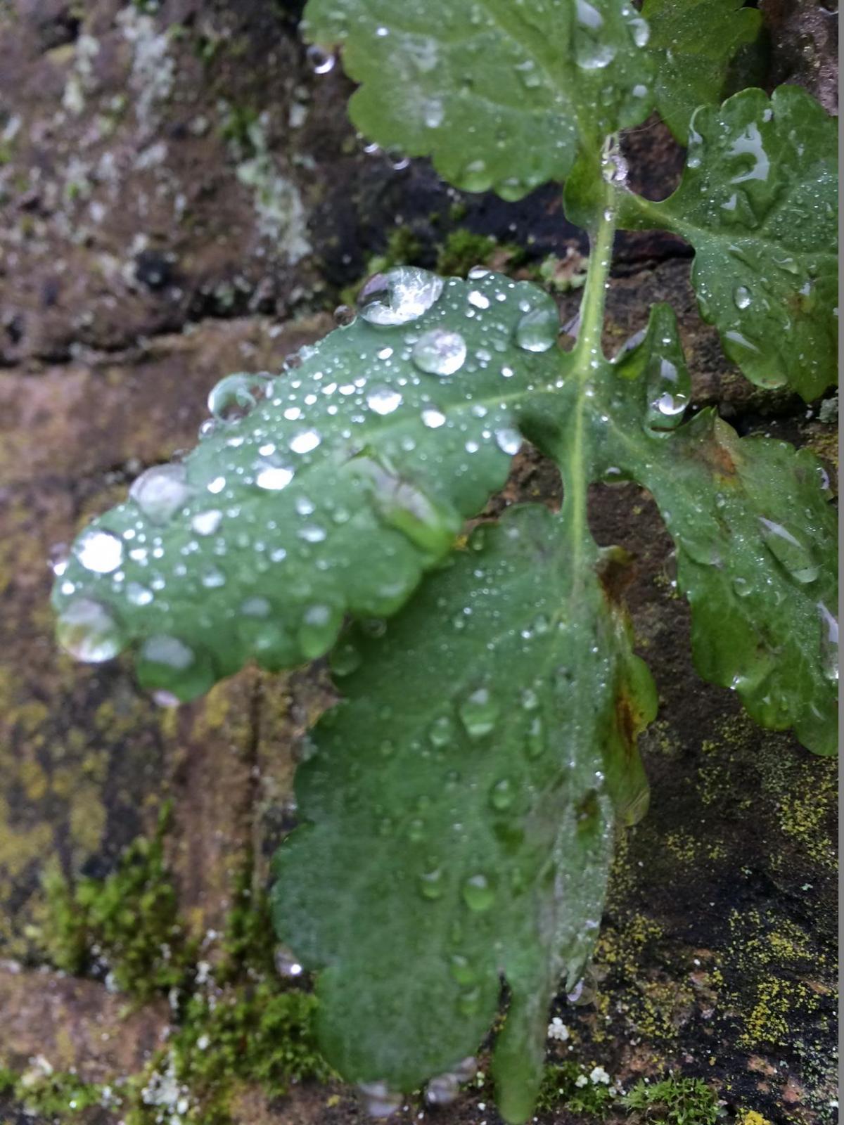 Francesca Buchanan sent in this photo of rain droplets on leaves