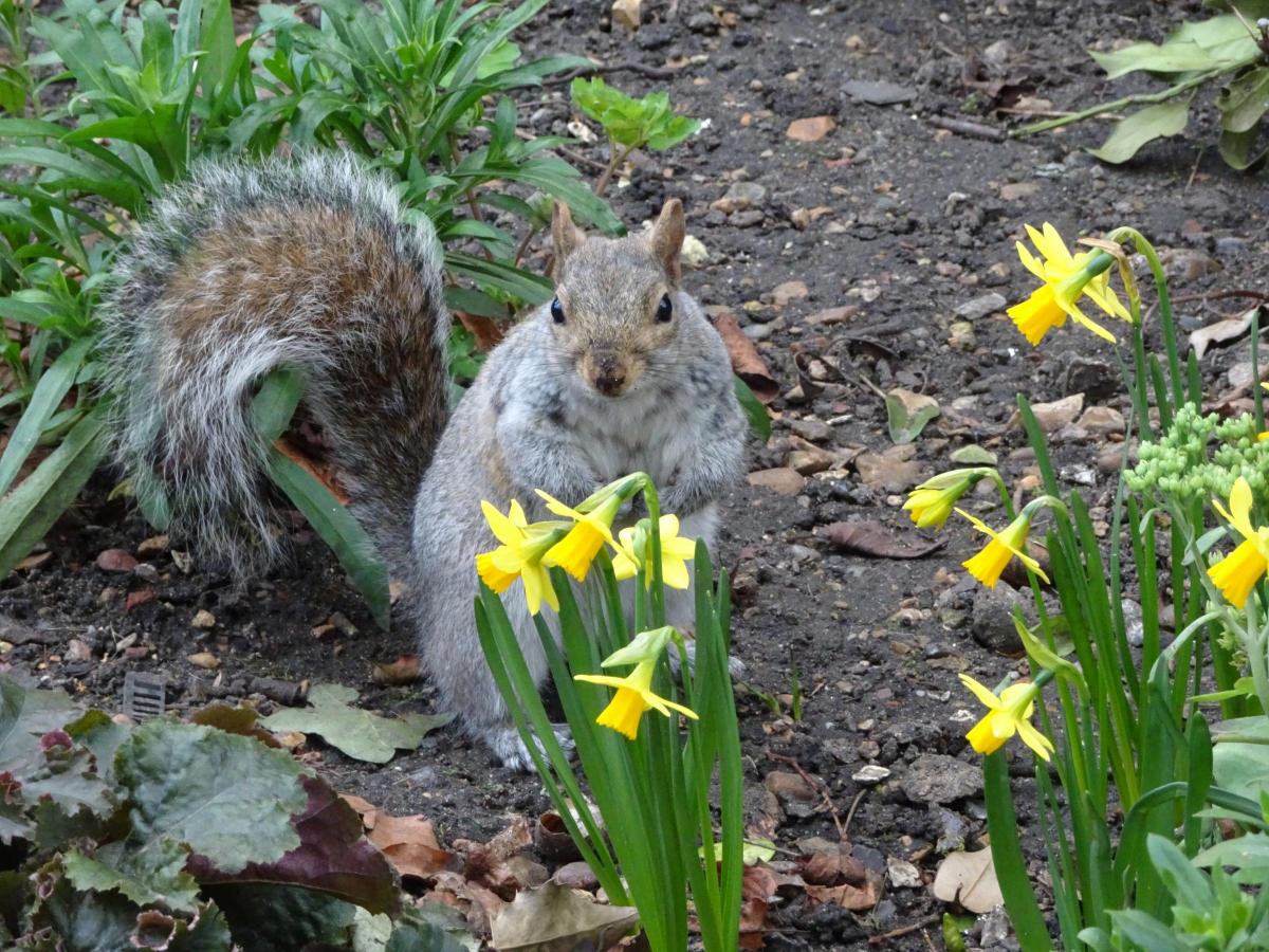 Jenny Tarbutt sent in this photo of a squirrel in Kingston Parish church gardens on Friday, February 24