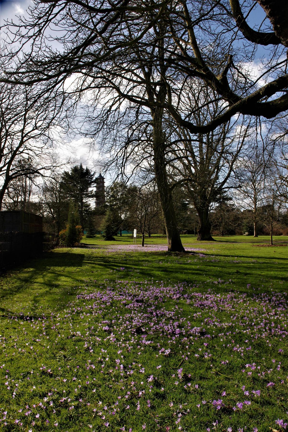 David Chare sent int this photo of Spring in Kew Gardens