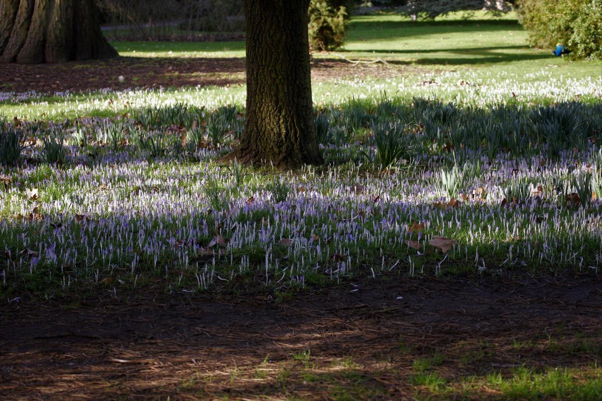 David Chare sent int this photo of Spring in Kew Gardens
