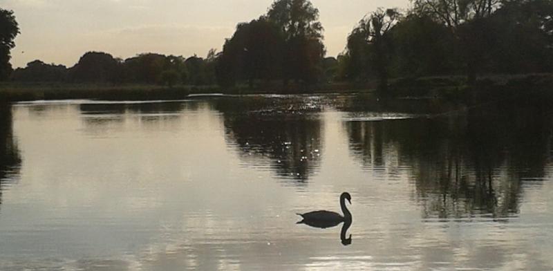 Peter London sent in this photo of a swan on the lake in Bushy Park
