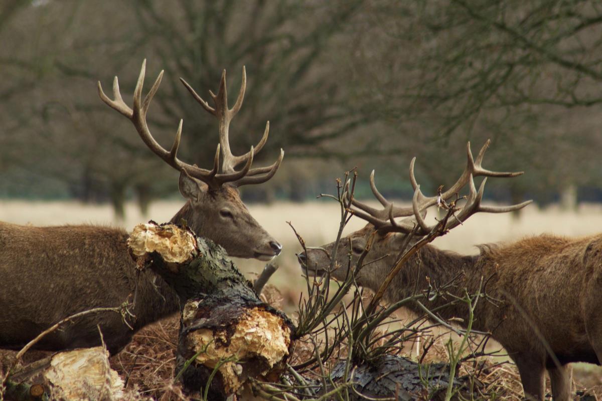 Martin Sarga sent in this photo of a pair of stags peering over some logs in Richmond Park last week