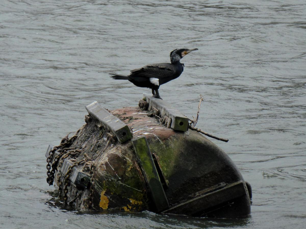 Verna Evans sent in this photo of a Cormorant bobbing about on a buoy.