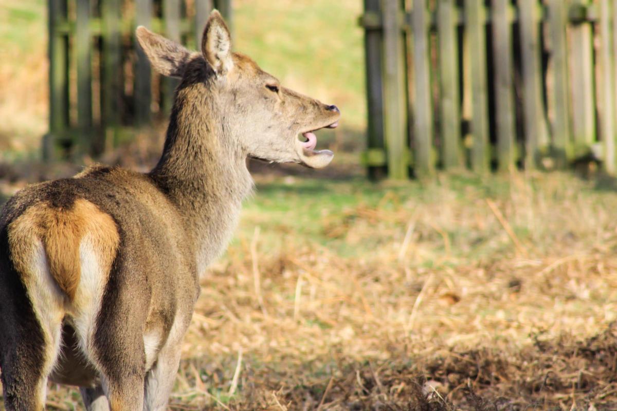 Iona Skinner sent in this photo of a yawning deer in Bushy Park