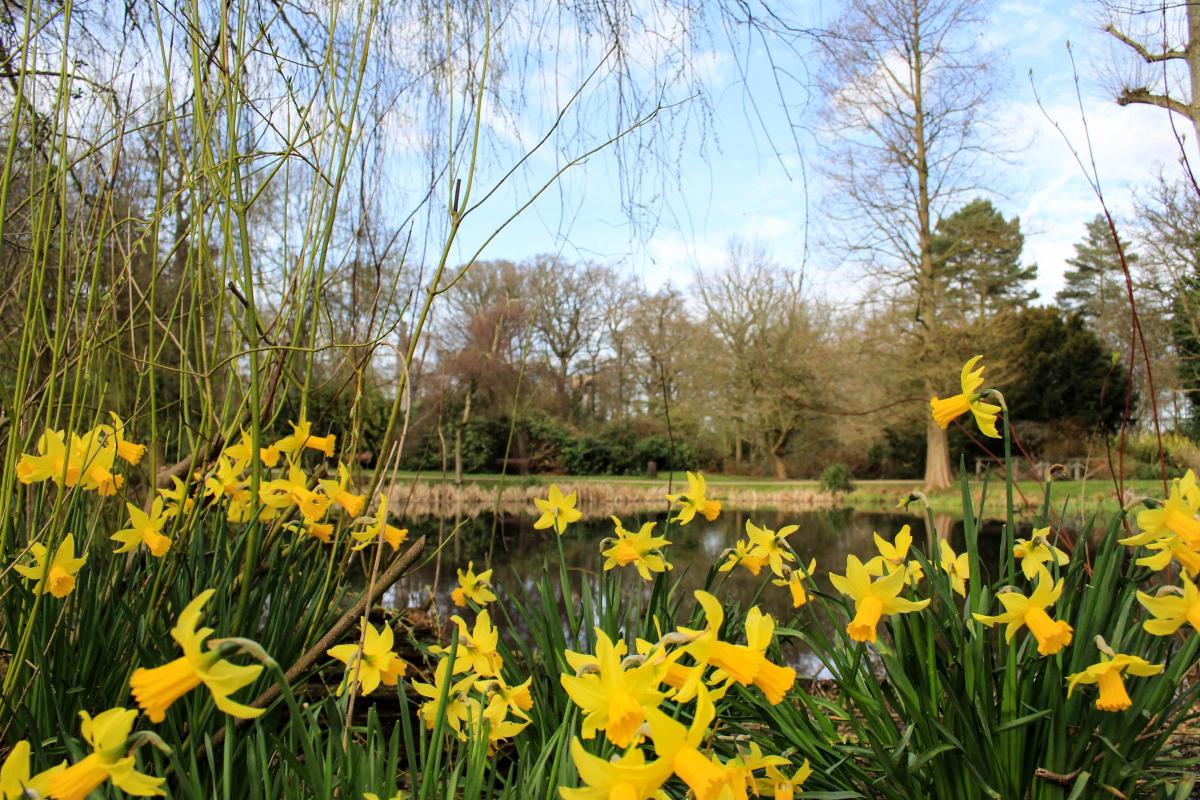 Iona Skinner sent in this photo of daffodils in Bushy Park