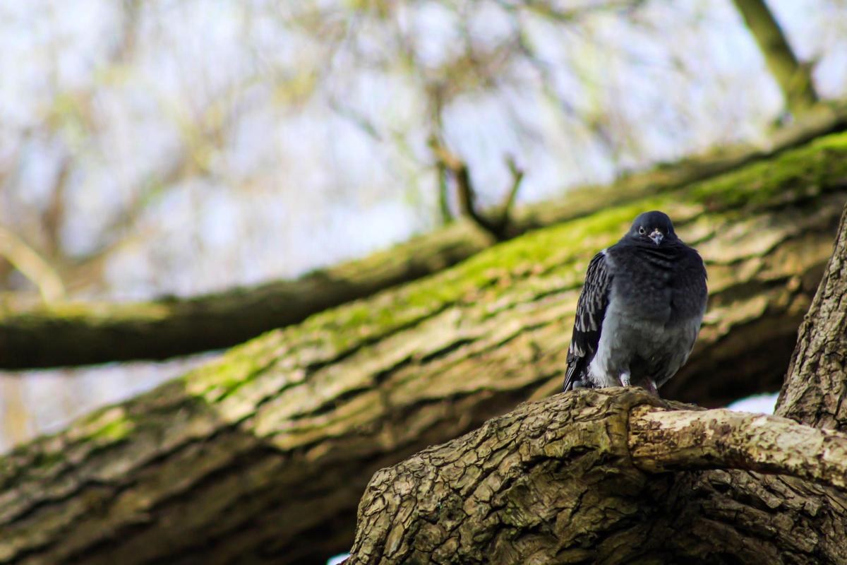 Iona Skinner sent in this photo of a ruffled pigeon in Bushy Park