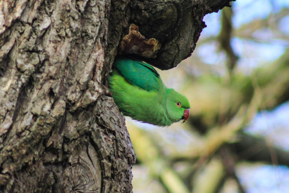Iona Skinner sent in this photo of a cheeky parakeet popping out to say hello in Bushy Park