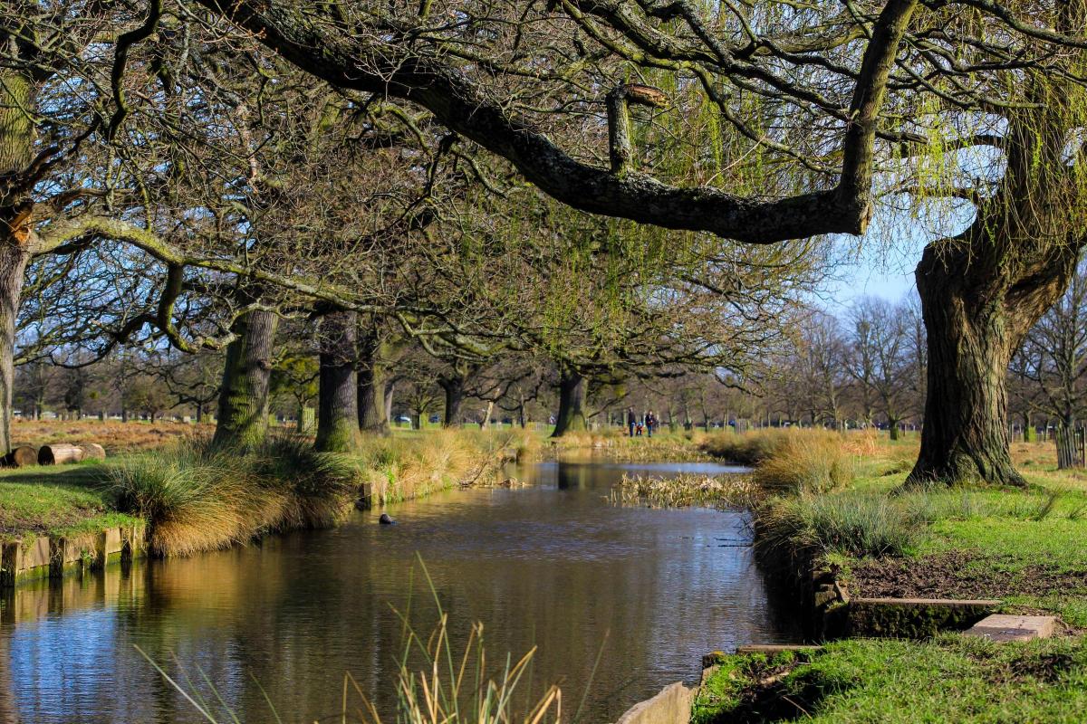 Iona Skinner sent in this photo of a river running through Bushy Park