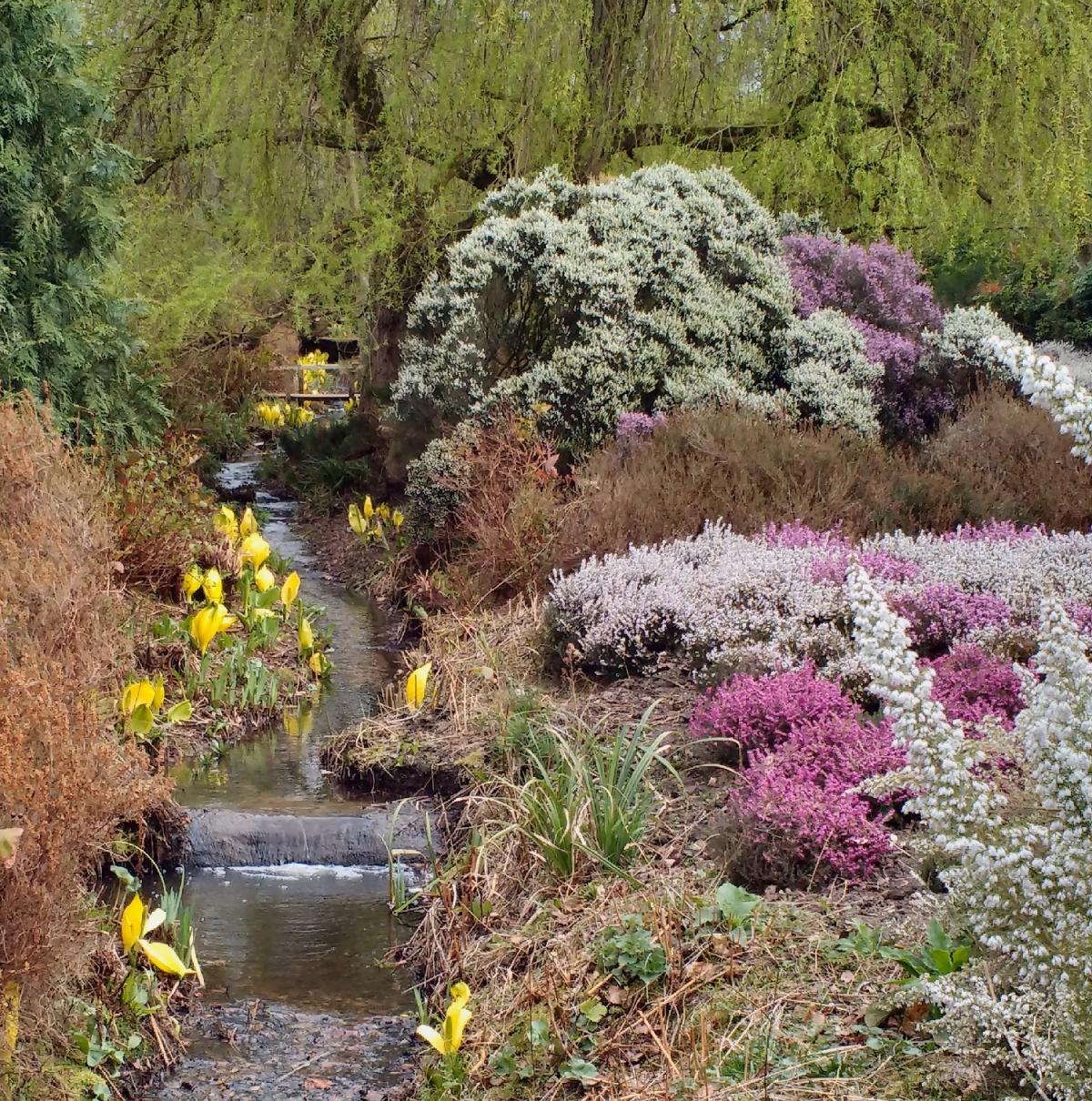 Andy Scott sent in this photo of a heather garden in the Isabella Plantation in Richmond Park