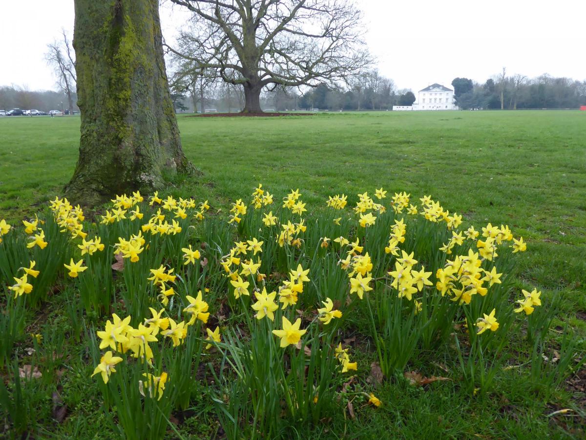 Verna Evans sent in this photo of a group of daffodils in Marble Hill Park in Twickenham