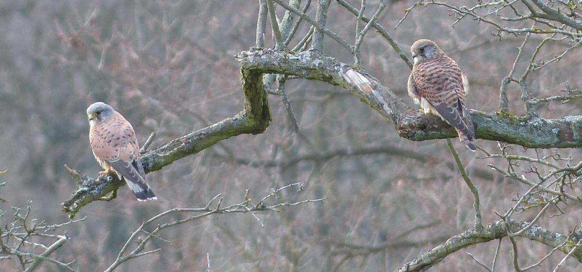 Mark Edwards took this photo of a pair of kestrels in Richmond Park