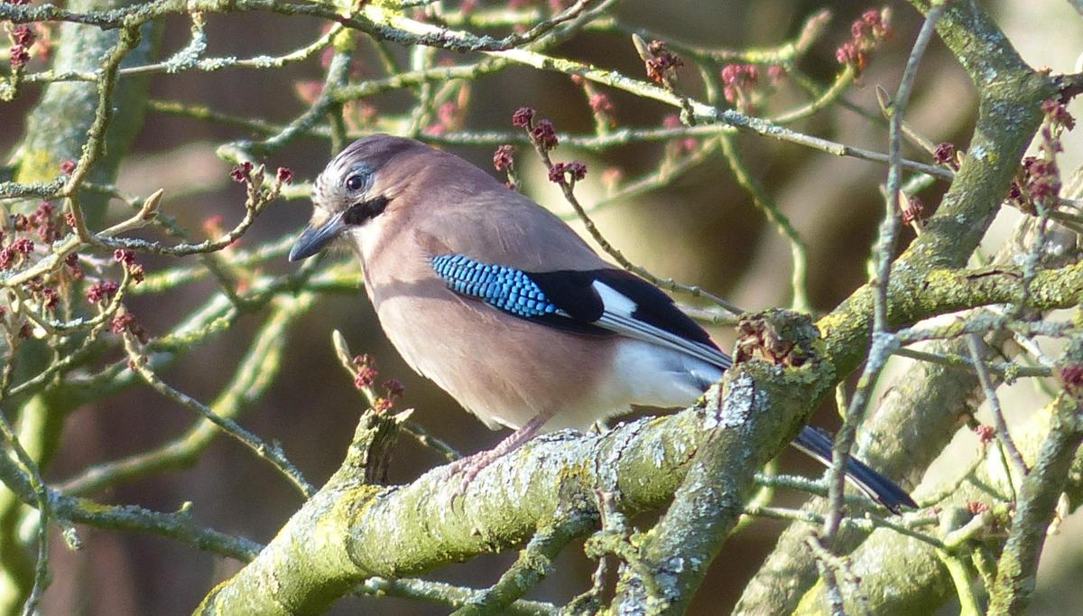 Mark Edwards took this photo of a jay bird in the trees at Pembroke Lodge