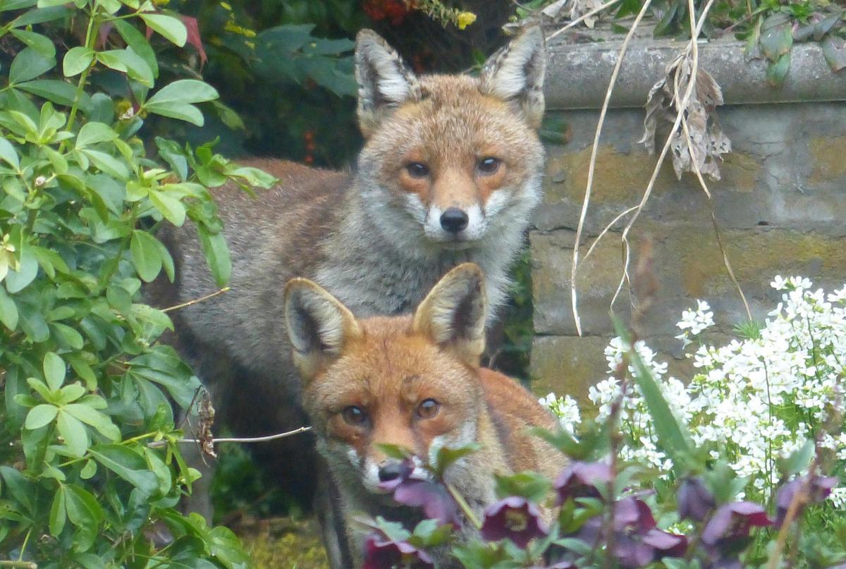 Mark Edwards took this photo of a pair of curious foxes in a Whitton garden
