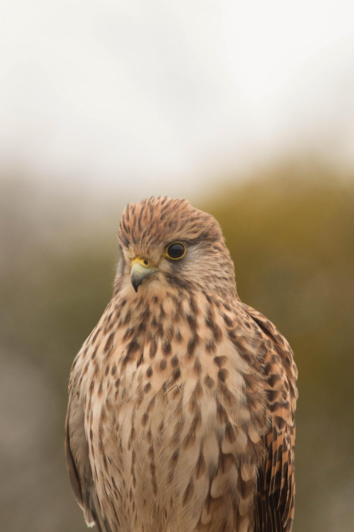 Chris Beal sent in this photo of a female kestrel in Bushy Park. He said: "It took me around two hours to get the shot I liked. So my patience paid off."