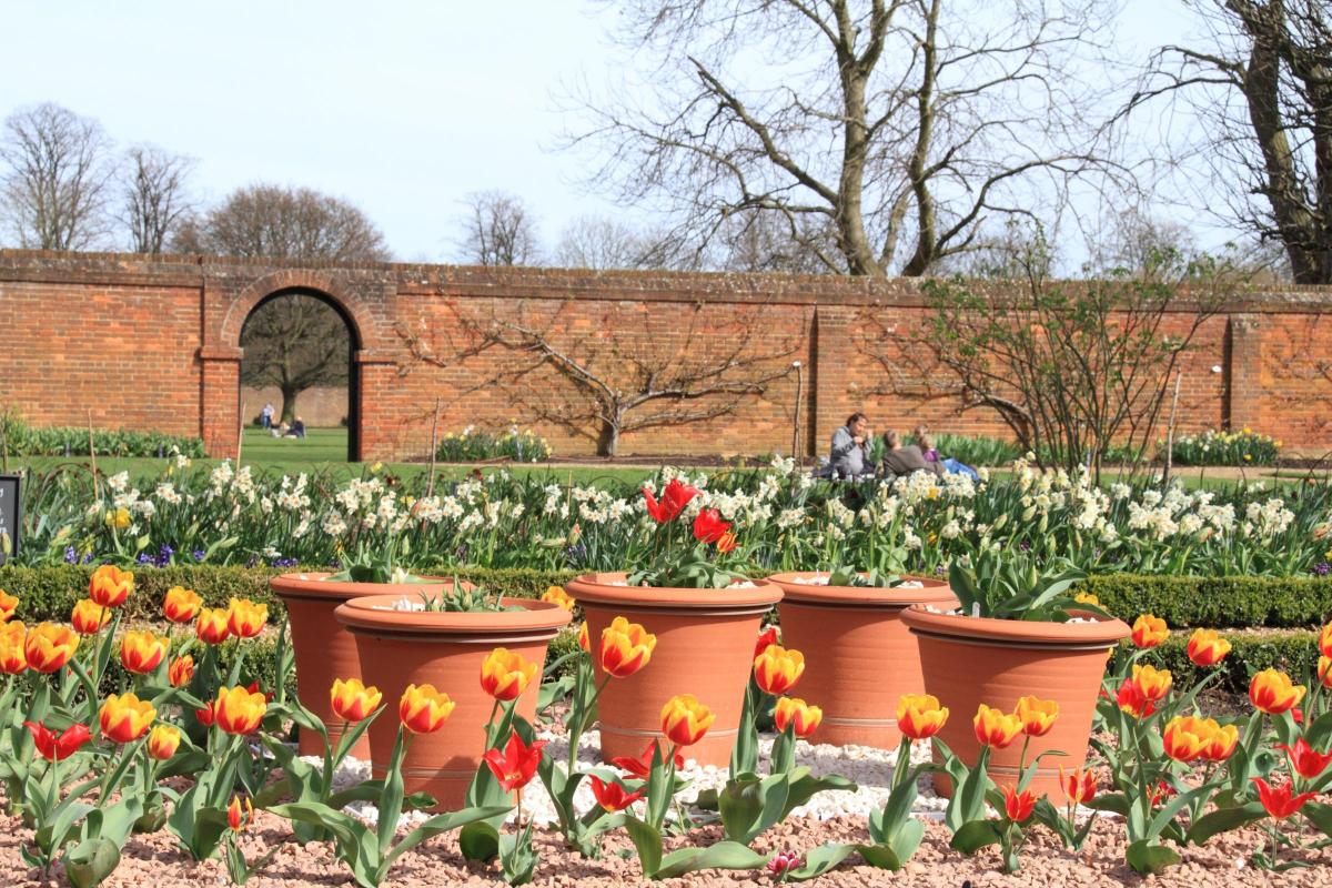 Richard Harris took this photo of rows of tulips at Ham House at the weekend
