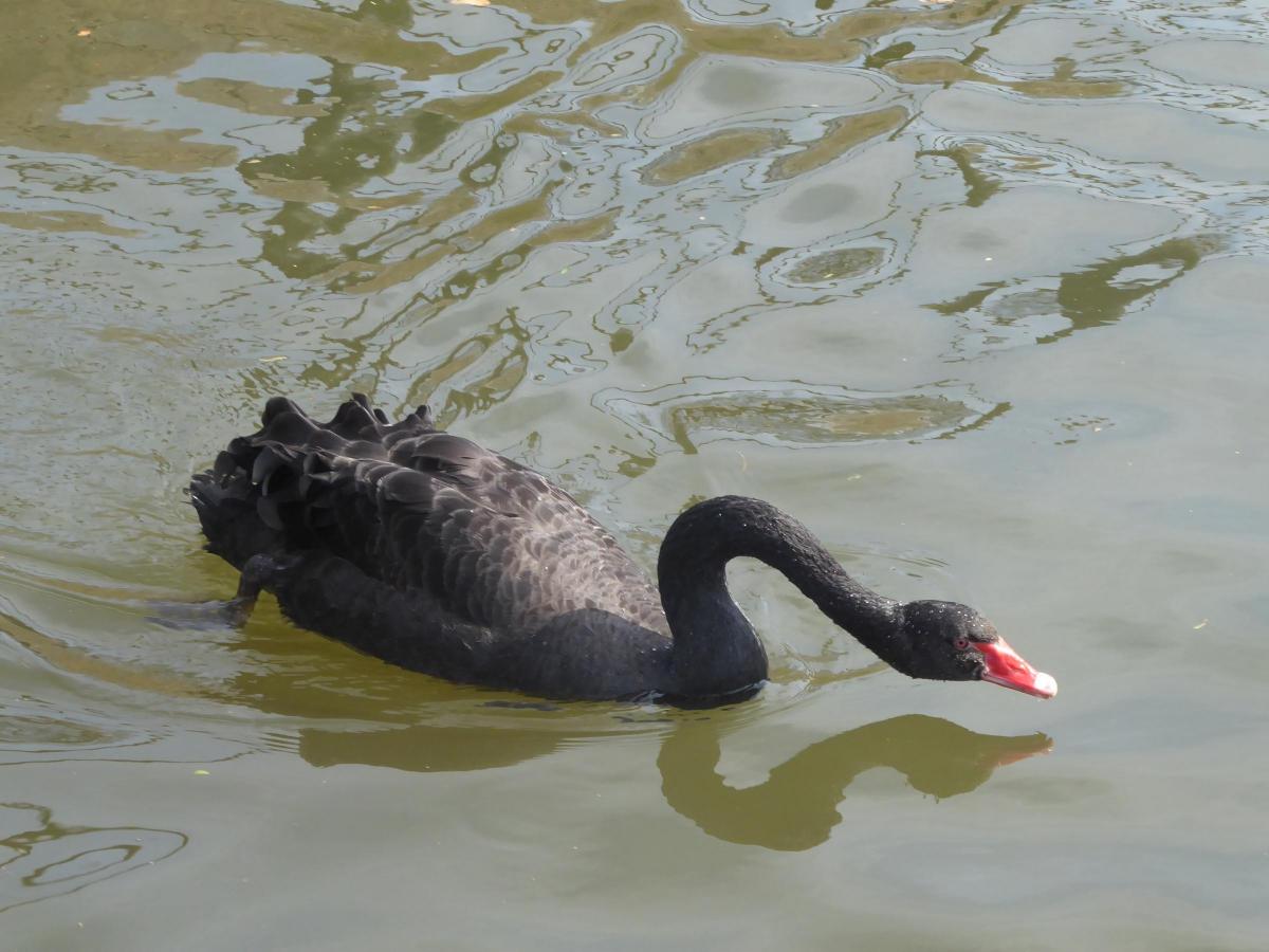 Verna Evans sent in this picture of a black swan near Eel Pie Island on the Thames in Twickenham