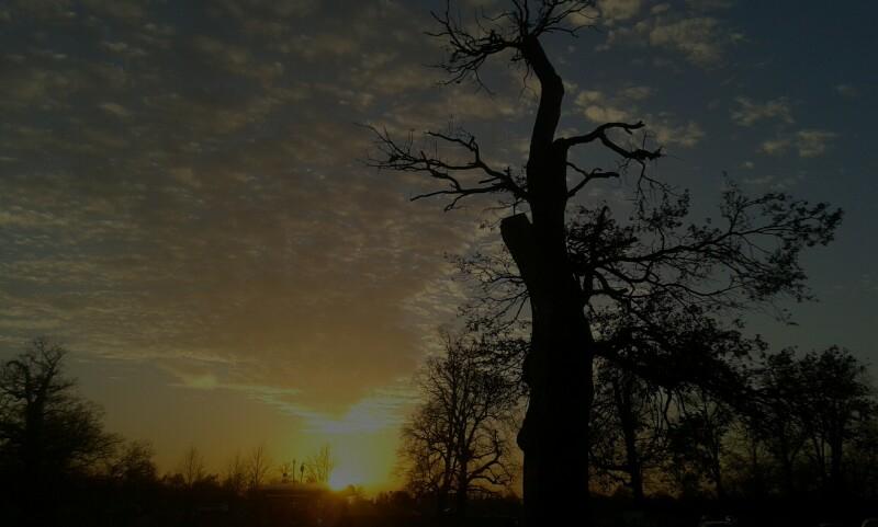 Peter London sent in this snap of the sun setting in Bushy Park behind a knobbly tree
