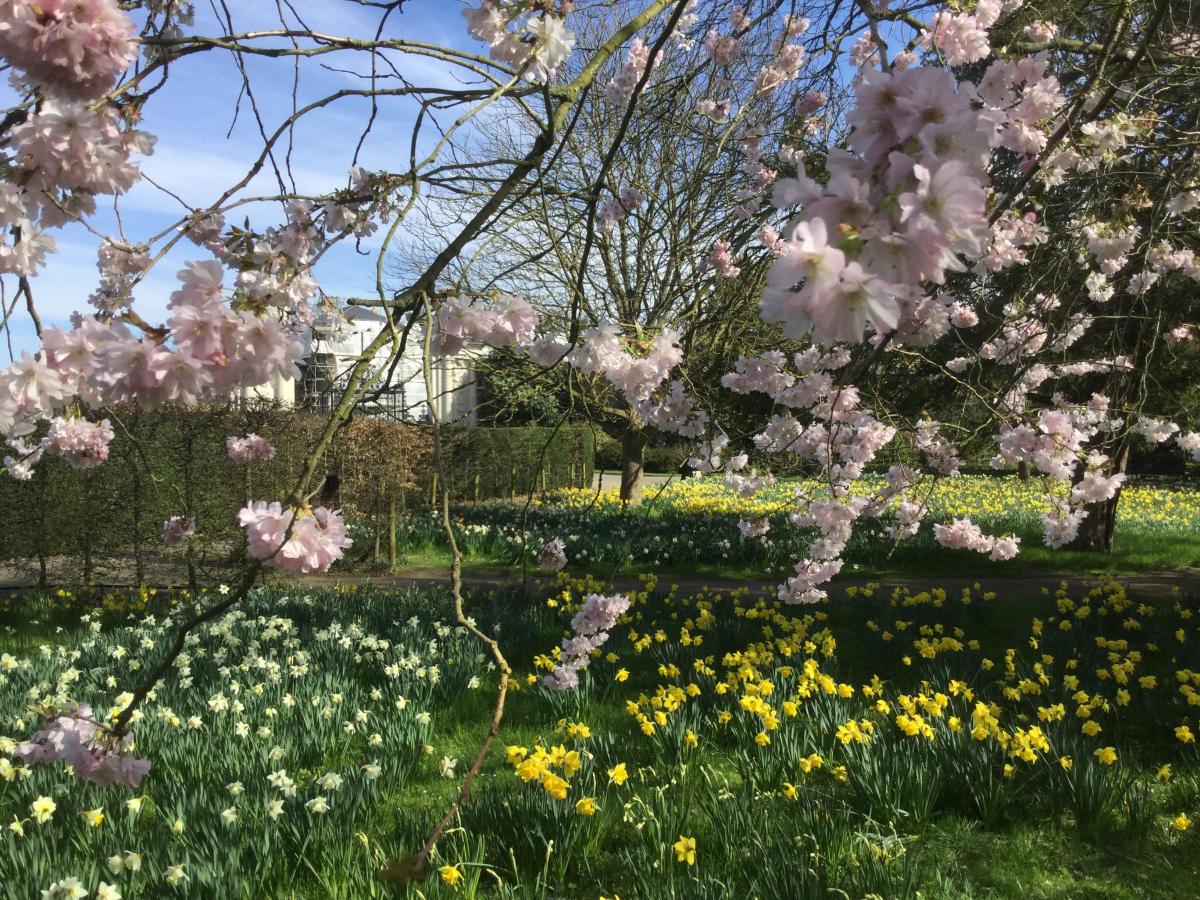 Neil Chessell sent in this photo of spring in Hampton Court Palace Gardens