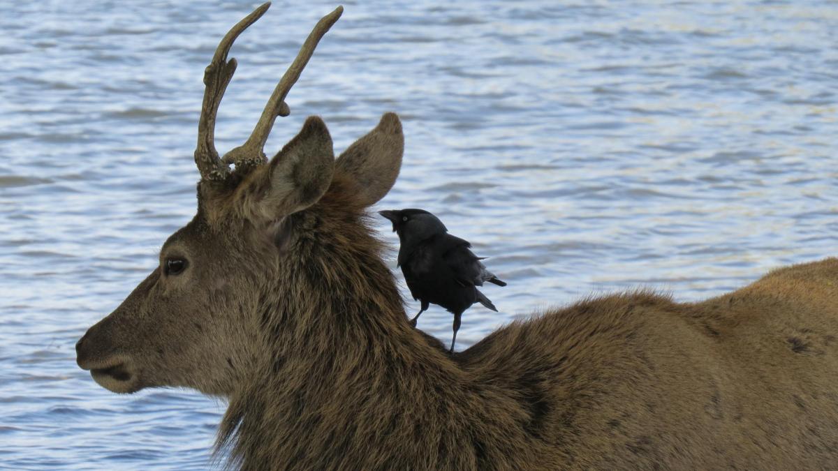 Richard Welton snapped this photo of a deer in Bushy Park - accompanied by a crow on a walk with the Friends of Bushy Park